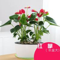 红掌花卉盆栽水培植物盆景室内盆栽绿植红掌盆栽阳台盆景-长盆红掌大