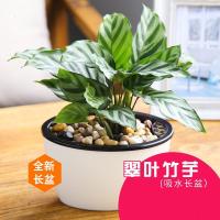 盆栽文竹绿植水培植物常春藤植物办公室盆栽绿色植物盆景-长盆翠叶竹芋