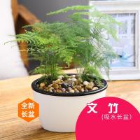 绿植水培植物常春藤植物盆栽文竹办公室盆栽绿色植物盆景-长盆文竹