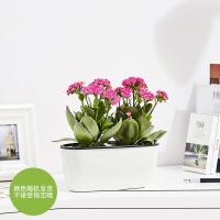 长寿花盆栽花卉室内水培植物盆景绿精灵办公室盆栽绿色植物-长盆长寿花颜色随机
