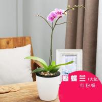 观花植物盆景蝴蝶兰盆栽花卉室内绿植蝴蝶兰带花苞植物-红粉蝶蝴蝶兰大盆
