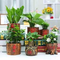 发财树盆栽办公室小盆栽栀子花榕树室内客厅花卉植物荷花竹虎皮兰-发字+袖珍椰子