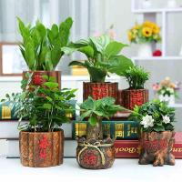 发财树盆栽办公室小盆栽栀子花客厅室内花卉植物荷花竹榕树虎皮兰-小屋+粉掌