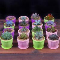 【含盆送土多肉植物套餐】盆栽花卉绿植花盆黄丽办公室多肉植物阳台办公桌客厅植物观赏多肉生活日用园艺用品