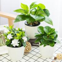 财树栀子花四季常藤办公室花卉绿植盆栽绿萝吊兰植物沙漠玫瑰生活日用家庭清洁园艺用品花卉绿植盆栽