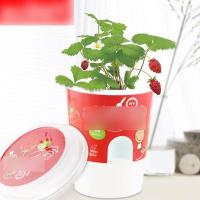 (种子+盆+土)迷你盆栽创意蔬果种植DIY水培植物办公桌植栽成人儿童小农场生活日用园艺用品花卉绿植盆栽