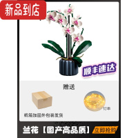 真智力兼容花束2022年新品蝴蝶兰花积木10311多肉盆栽摆件拼装玩具