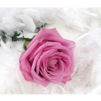 时尚简约粉色玫瑰花卉客厅电视沙背景墙纸壁纸 温馨大型壹德壹