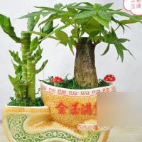 (带盆栽好)天财树盆栽富贵竹室内办公室小盆景花卉盆栽绿植物多功能时尚创意生活日用园艺用品花卉观叶植物