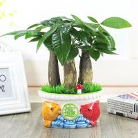 财树盆栽客厅办公室内绿植净化空气吸甲醛盆景花卉四季绿色植物生活日用办公室园艺用品花卉绿植盆栽