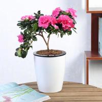 杜鹃花盆栽花卉室内绿植盆栽四季开花植物带花货室内阳台小盆景生活日用家庭清洁园艺用品花卉绿植盆栽