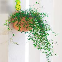 (吊兰+花盆)吊兰盆栽花盆千叶吊兰客厅室内绿植垂吊盆景开花绿色植物净化生活日用园艺用品花卉绿植盆栽