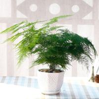 (含盆)文竹大盆陶瓷大盘栽绿色植物盆栽花卉阳台办公桌卧室窗台绿植观叶植物盆景花卉绿植盆栽文竹观叶植物