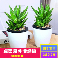 2颗装 芦荟水培植物盆景办公室盆栽绿植不夜城绿色植物