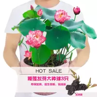 [2颗 送生根粉]大睡莲根块室内池塘水池水培植物水生根块四季睡莲花根茎包成活