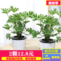 [2颗装 栽好发货]春夏季驱蚊草 绿色驱蚊 带盆栽好发货