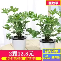 [2颗装 栽好发货]春夏季驱蚊草 绿色驱蚊 带盆栽好发货