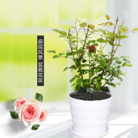 瑰花苗盆栽花卉观花植物室内花四季带花苞月季花苗