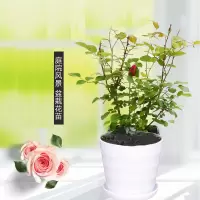瑰花苗盆栽花卉观花植物室内花四季带花苞月季花苗