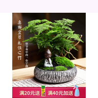 文竹盆栽盆景植物客厅办公室内桌面四季水养花卉好养水培大小绿植