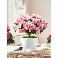 杜鹃花盆栽带花苞发老桩大棵四季开花植物室内外阳台好养易活花卉