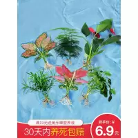 水培植物室内绿植四季水养水生绿萝富贵竹红白掌文竹桌面花卉盆栽