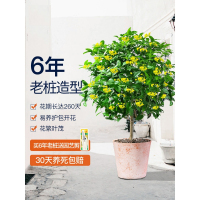 花盆栽植物室内外阳台庭院好养浓香型花卉客厅开花不断月桂