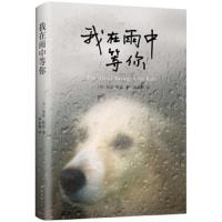 读品悟预售我在雨中等你 加思·斯坦 著 感人治愈家庭 爱 忠诚 勇气与希望 都市情感小说 外国现当代文学小说 宠物读