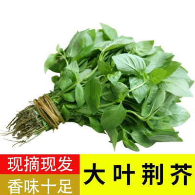 博多客 新鲜荆芥菜 现摘现发 带根大叶荆芥 茎芥调味菜蔬菜河南特产