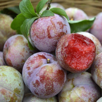 三华李 3斤 李子 应季水果 陈小四水果 生鲜水果 特产