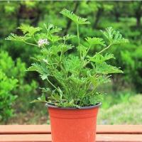 驱蚊草盆栽夏季具有驱蚊效果 室内庭院食虫草驱蚊草盆栽大苗...