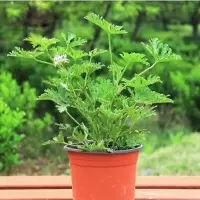 驱蚊草盆栽夏季具有驱蚊效果 室内庭院食虫草驱蚊草盆栽大苗...