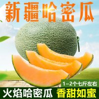 新疆哈密瓜网纹瓜新鲜当季水果批发不包邮整箱7斤甜瓜西州蜜瓜