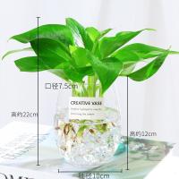 水培植物绿箩室内吊兰花卉盆栽绿植绿萝水养包含瓶-小鹅蛋一个送贴纸+绿萝