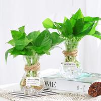 水培植物绿箩室内办公桌吊兰盆栽花卉绿植绿萝水养包含瓶-小鹅蛋两个送贴纸