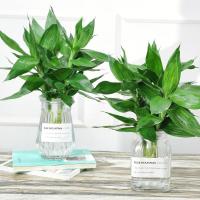 四季水培植物观音竹富贵竹水养绿植办公室桌面盆栽-高款竖条+三颗观音竹+定植篮