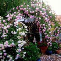 蔷薇花苗当年开花盆栽地栽家居庭院阳台爬藤玫瑰月季-15童话五颗+生根粉+肥料