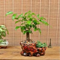 文竹财树植物盆栽家居客厅办公室绿植公司开业幸福树大盆景-事业腾飞-文竹