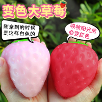 整蛊玩具智扣可爱瞪眼小菜虫手捏球发泄儿童捏捏乐_变色光遇大草莓2个装_大号
