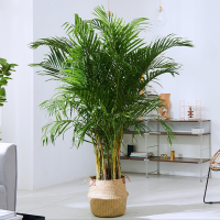 古达散尾葵盆栽净化空气植物网红室内客厅大型绿植凤尾竹