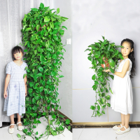 法耐长藤绿萝盆栽室内客厅水培花卉植物吊兰爬墙大绿箩年货