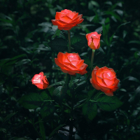 古达 玫瑰花灯太阳能户外灯庭院花园布置装饰灯草坪灯防水景观灯