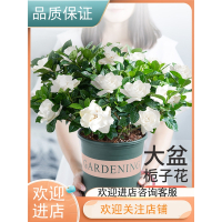 栀子花盆栽法耐花卉植物室内花阳台带花苞绿植盆栽好养活四季开花植物