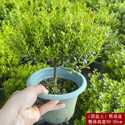 法耐(FANAI)老桩盆景苗植物花卉微景观水培办公室内好养四季常青盆栽_6年小叶赤楠原盆土_带盆栽好