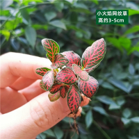 法耐(FANAI)苔藓微景观DIY材料网纹草单颗植物鲜活绿植生态缸水陆缸造景蕨类_酒红色