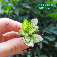 法耐(FANAI)苔藓微景观DIY材料网纹草单颗植物鲜活绿植生态缸水陆缸造景蕨类_白色