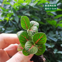 法耐(FANAI)苔藓微景观DIY材料网纹草单颗植物鲜活绿植生态缸水陆缸造景蕨类_浅绿色