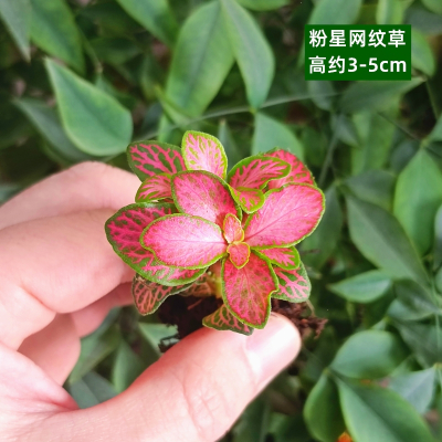 法耐(FANAI)苔藓微景观DIY材料网纹草单颗植物鲜活绿植生态缸水陆缸造景蕨类_藕色