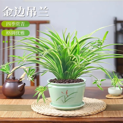 法耐(FANAI)金边吊兰盆栽花卉植物室内阳台小绿植水培垂吊客厅