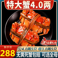 餐中王清水鲜活大闸蟹公蟹4两5只 母蟹3两5只中秋礼品袋共10只装